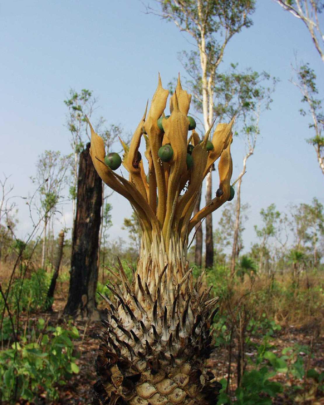 Cycas armstrongii der Palmfarn