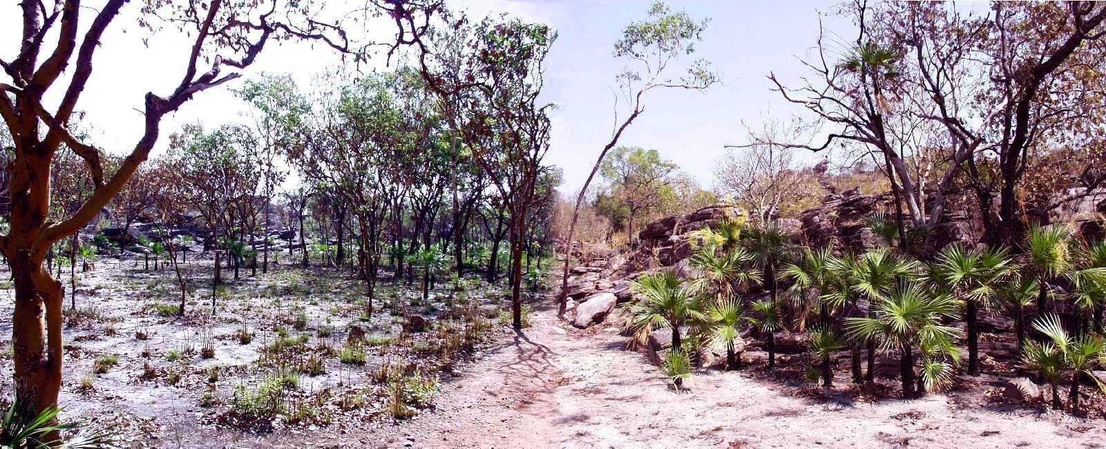 gezielt abgefackelte Landschaft