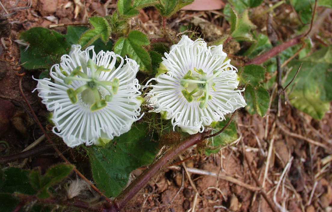 Passiflora spec.