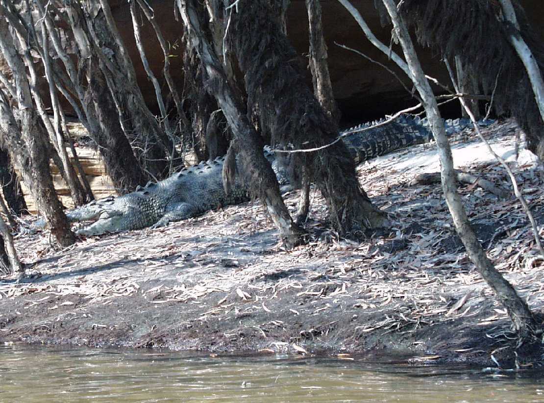 ein besonders groes Salzwasserkrokodil am Kulujapi