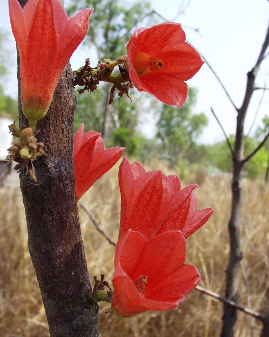 Brachychiton paradoxum, die rotblhende Kurrajong