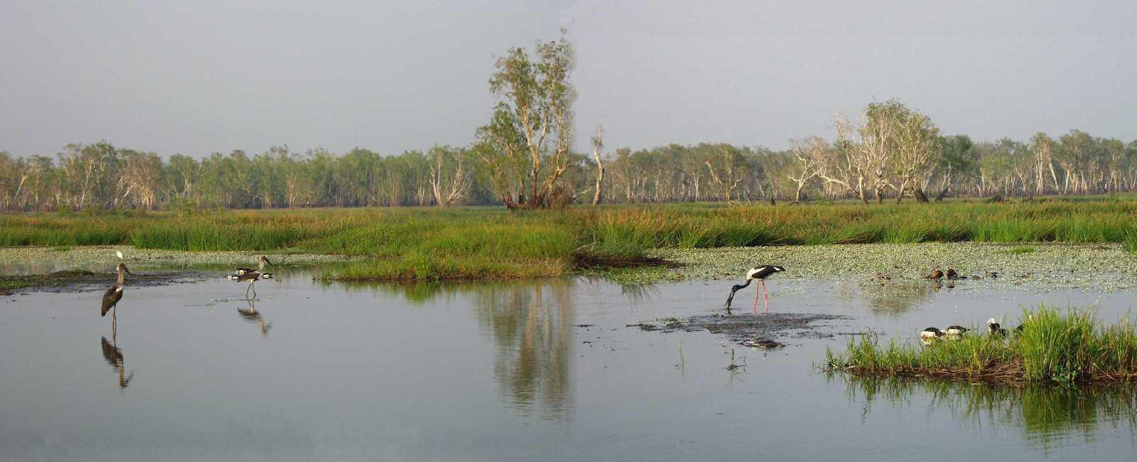  Jabirus, die Riesenstrche am Yellow Waters