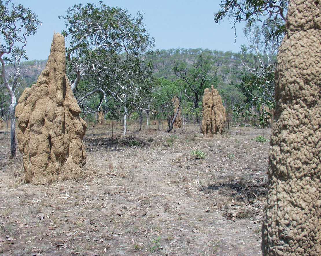 Nasutitermes triodius, die Erntetermiten