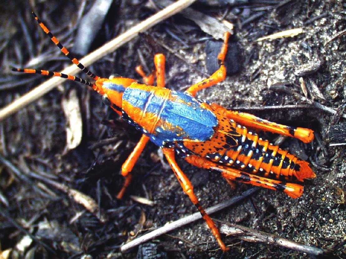 Leichhardts Grasshopper Petasida ephippigera