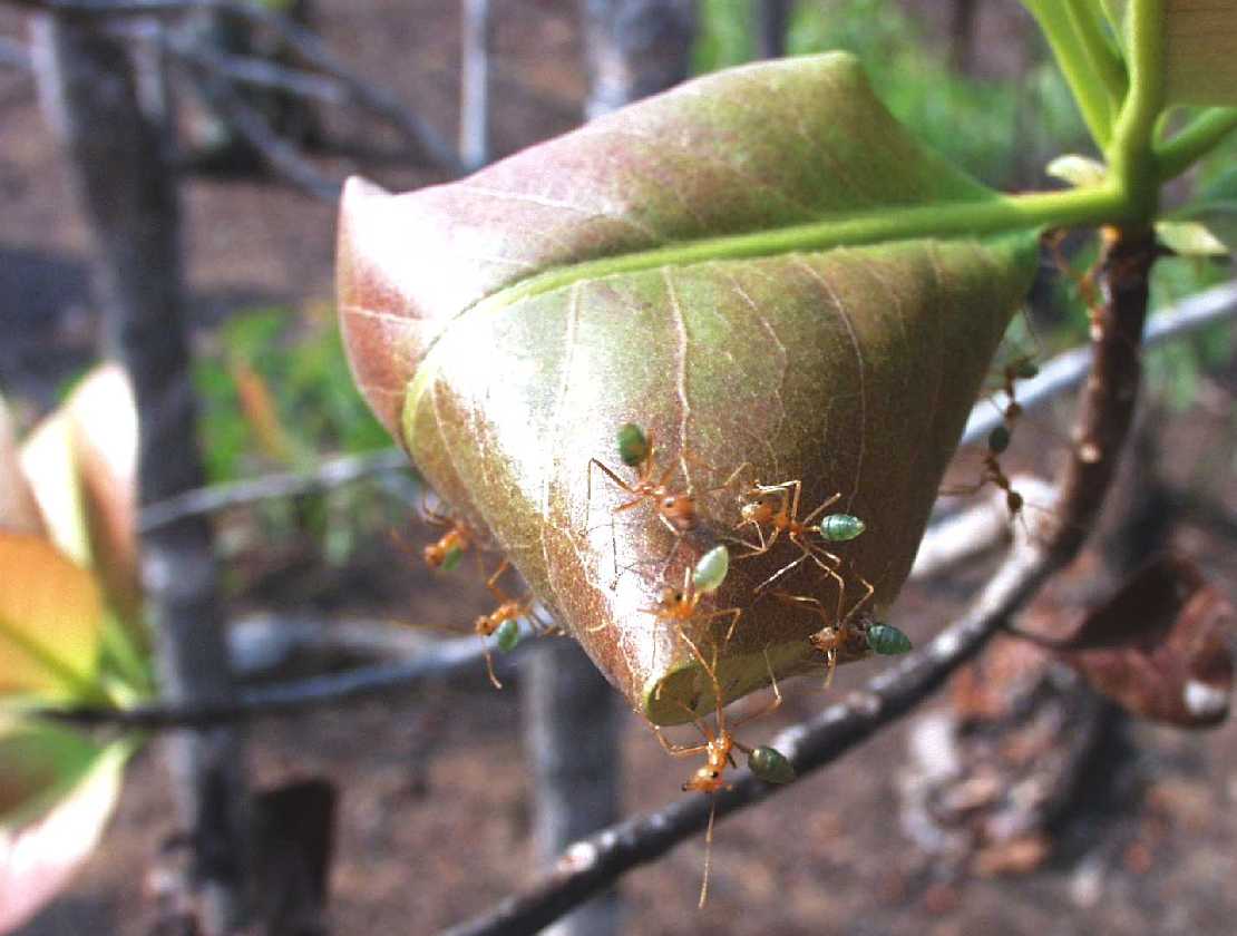 Weberameisen Oecophylla smaragdina