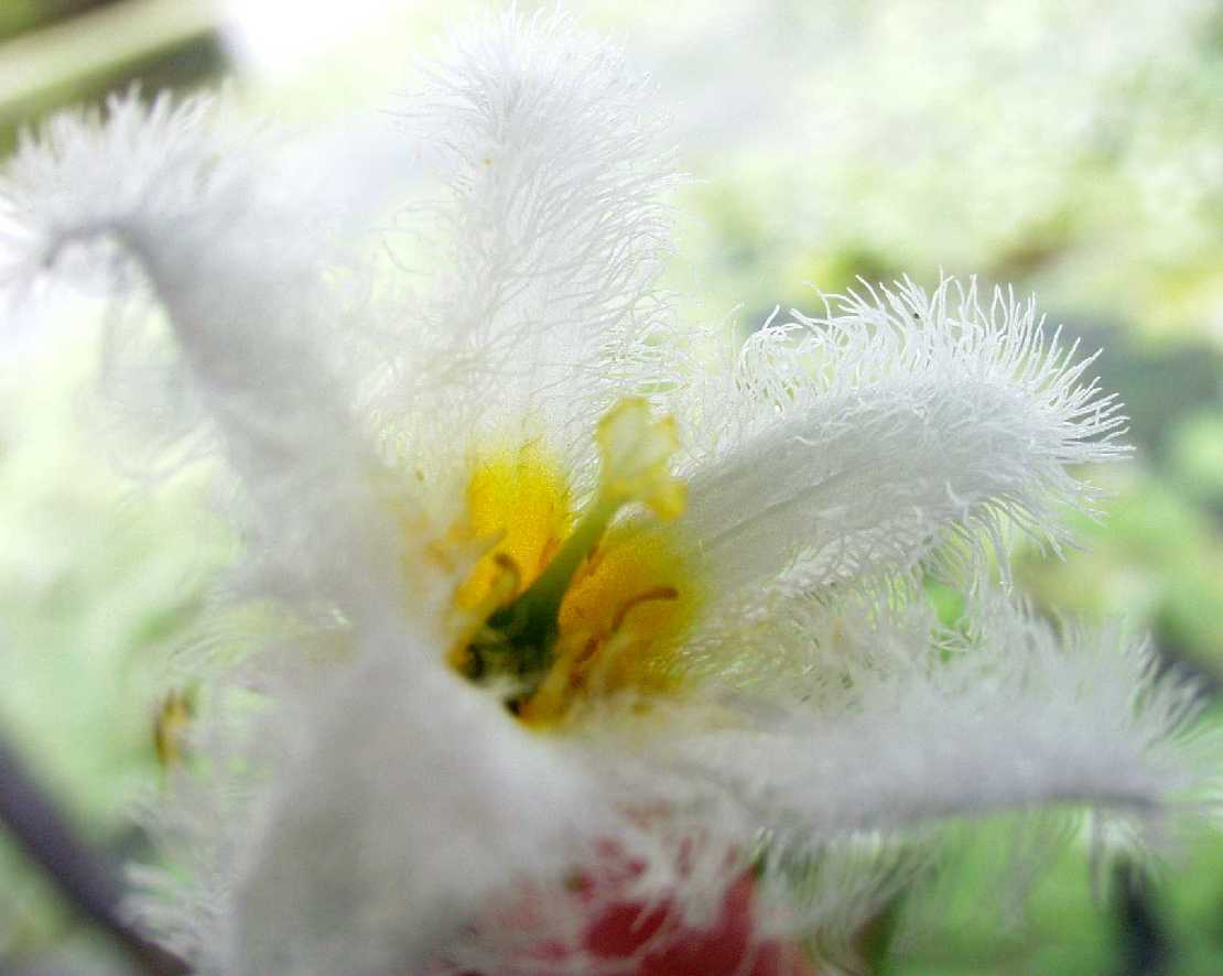 Nymphoides indica Schneeflockenseerose