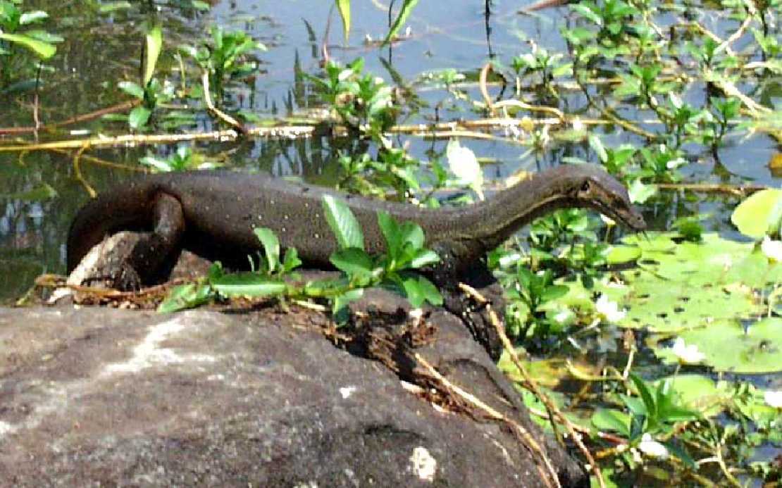 Leguan am Mount Borradaile im Arnhemland