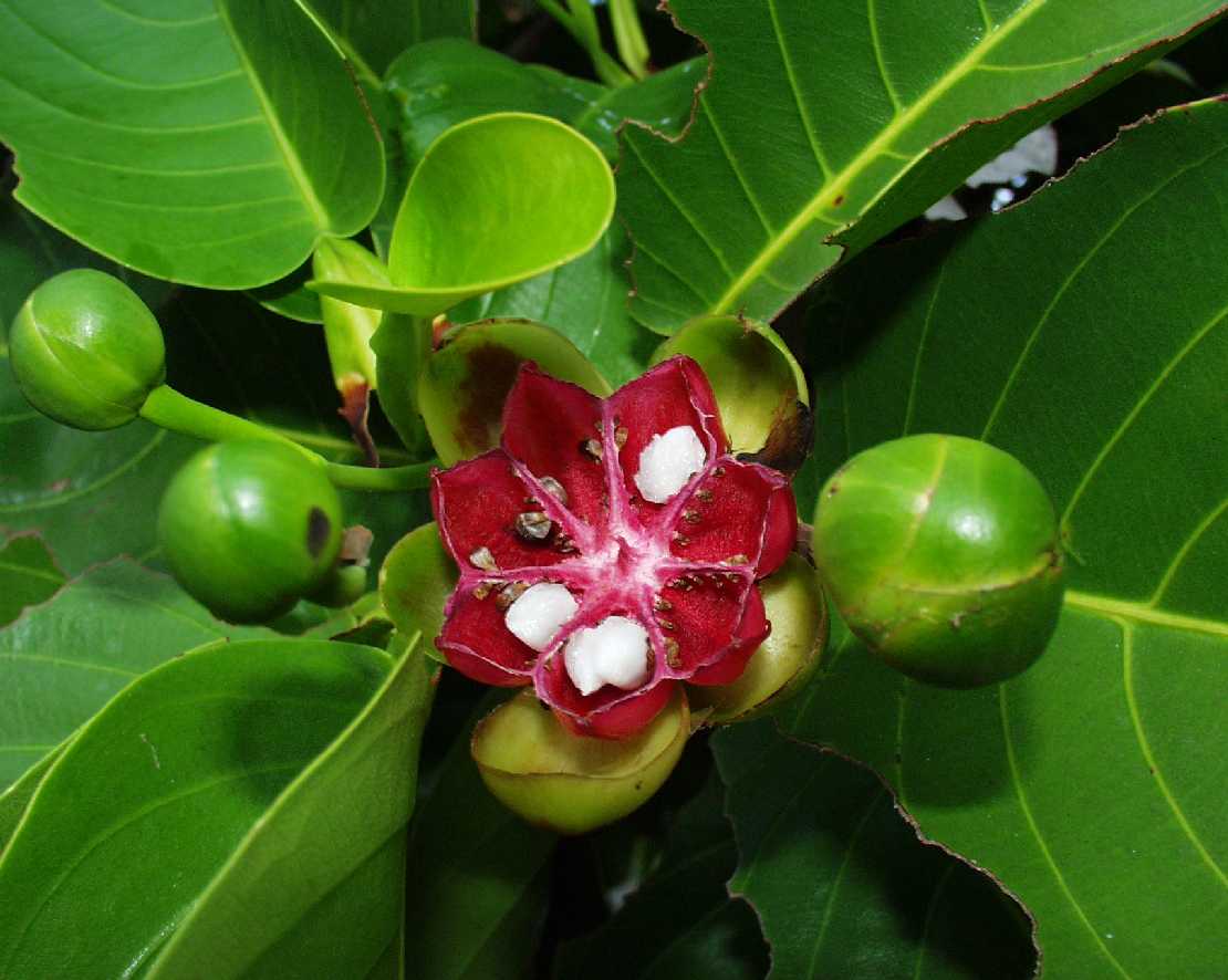 Dillenia alata ein Buchsbaum