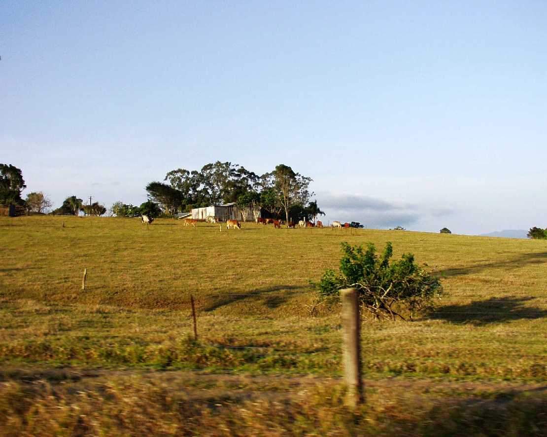 Groe Rinderfarm in den Tablelands