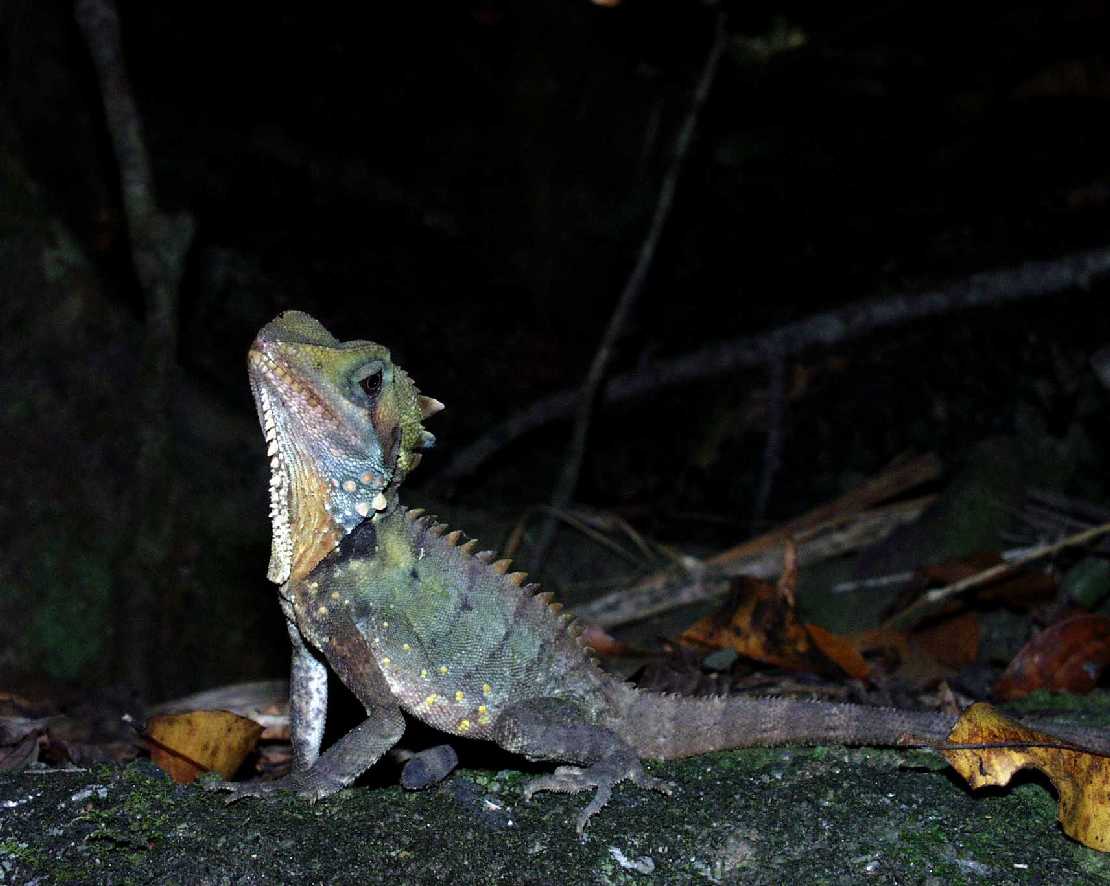Kragenechse im Daintree NP