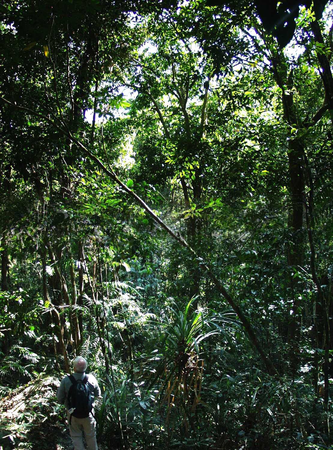 sehr alter Urwald im Daintree NP