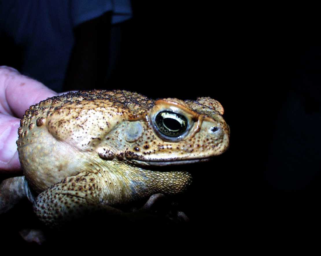Bufo marinus die Agakrte
