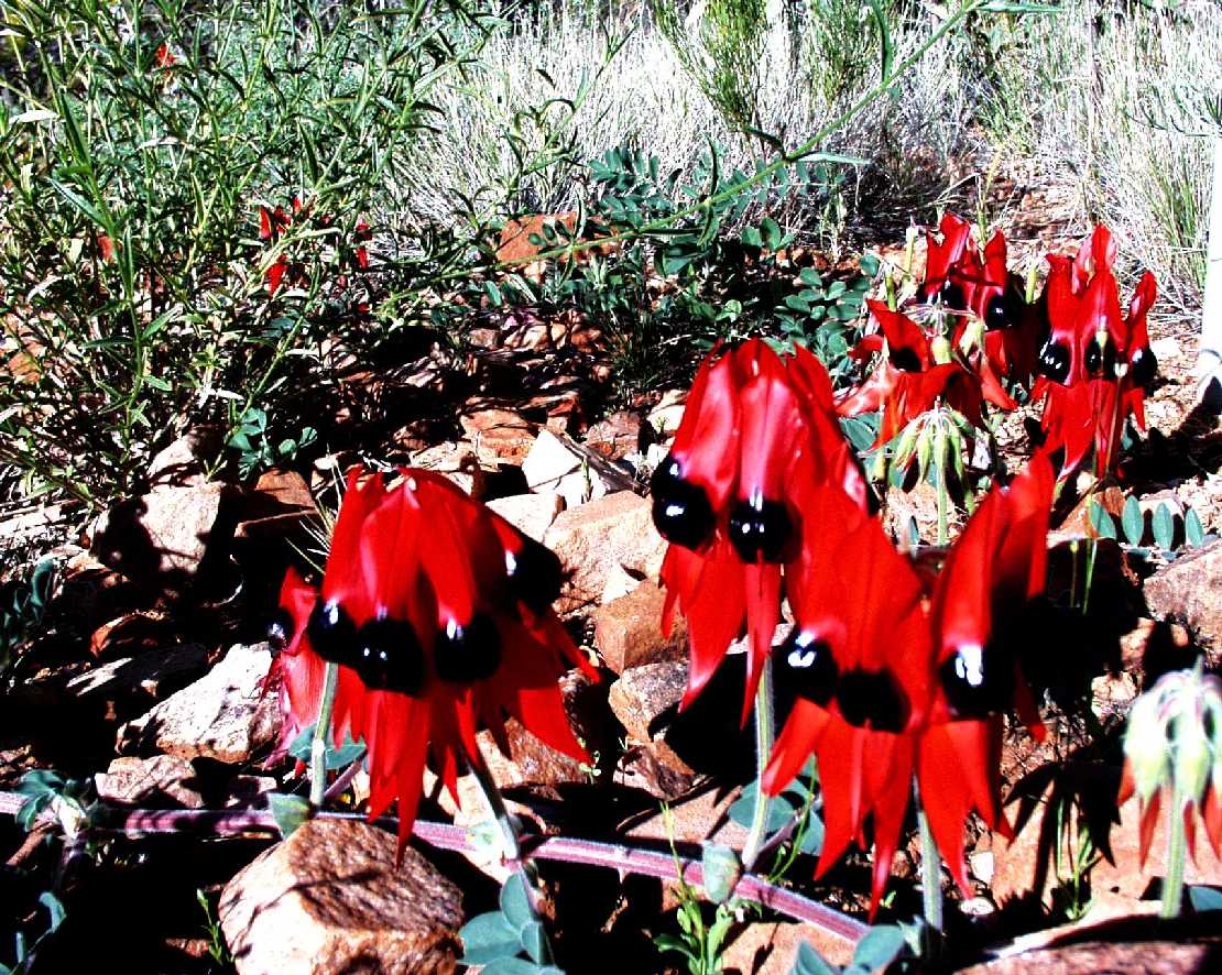 Wstenerbse, Clianthus formosus, (alt: Swainsonia f.)