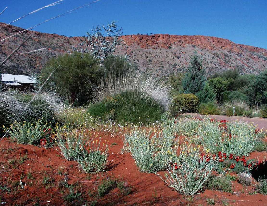 Spinifex-Bschel, Triodia irritans