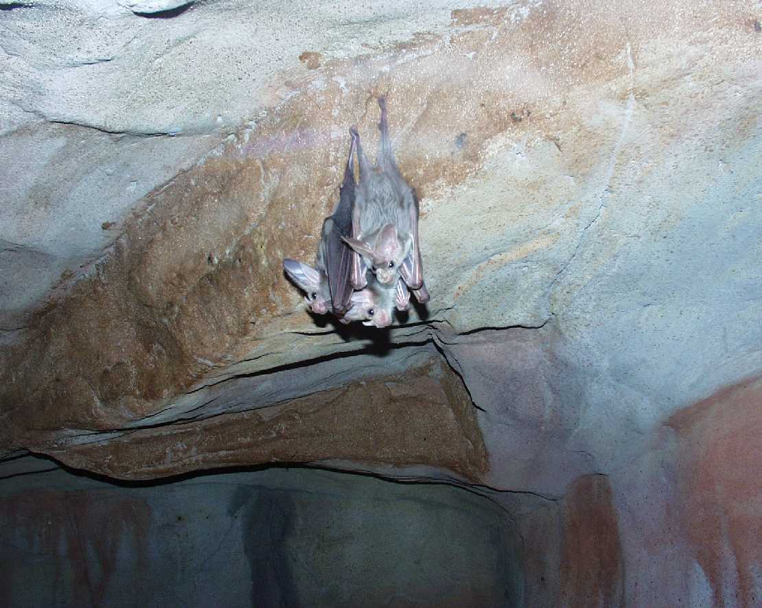 Geisterfledermuse