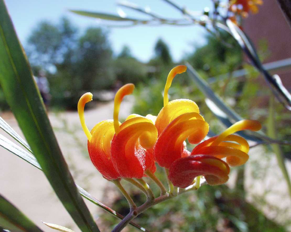 Grevillea spec.