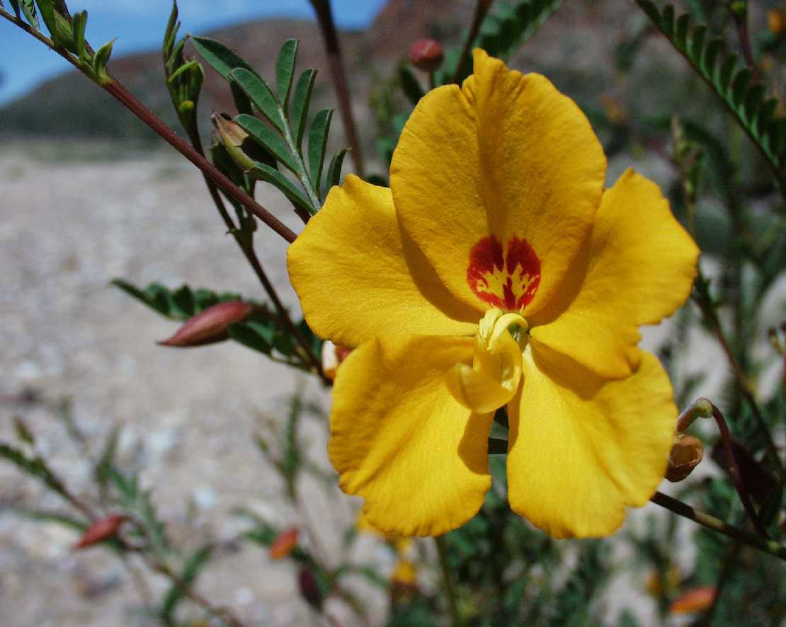 Petalostylis cassioides, Schmetterlingsbusch