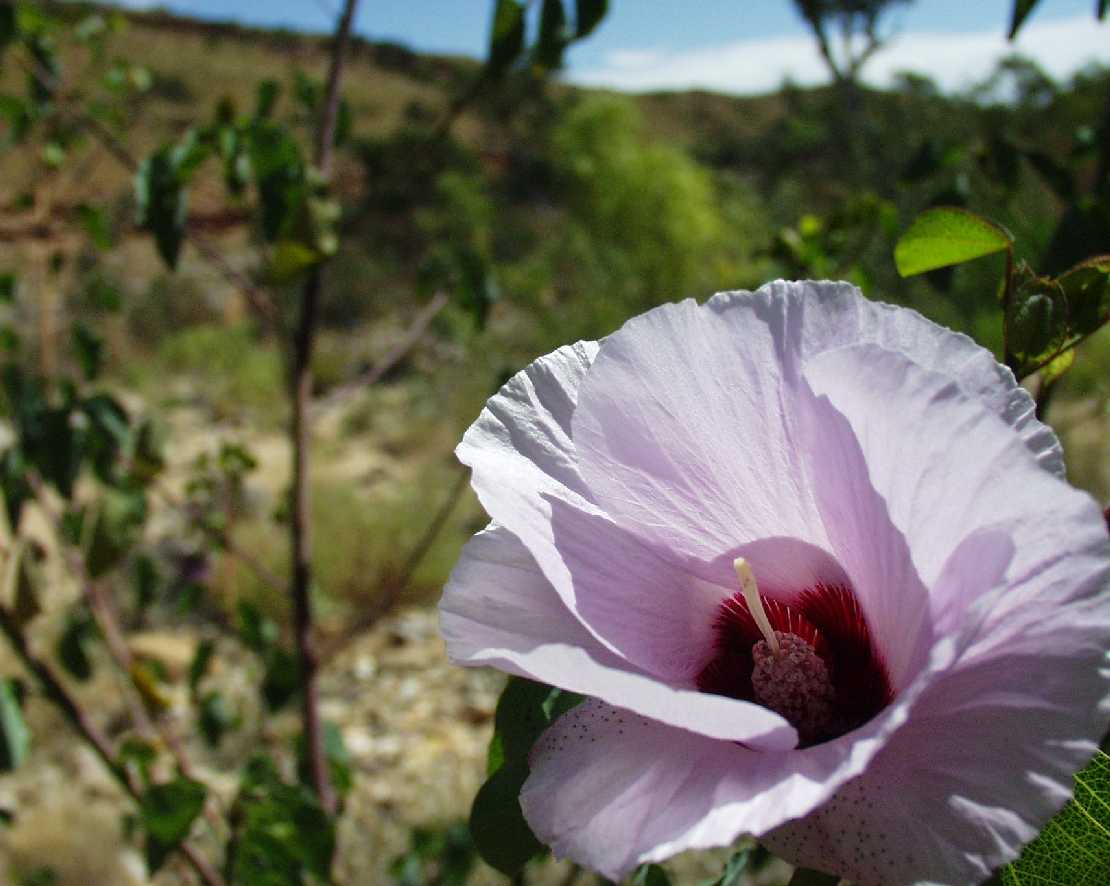 Gossypium sturtianum, die Sturt's desert rose