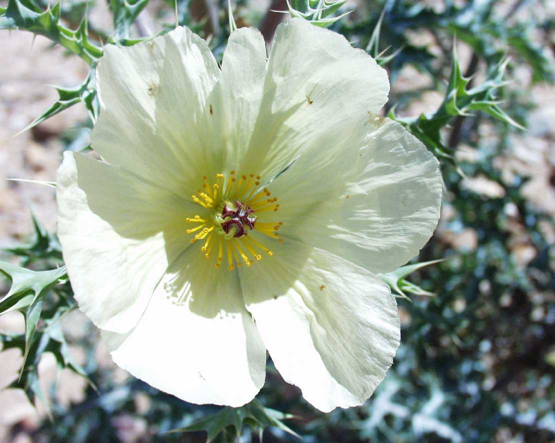 Argemone platyceras ein Stechapfel