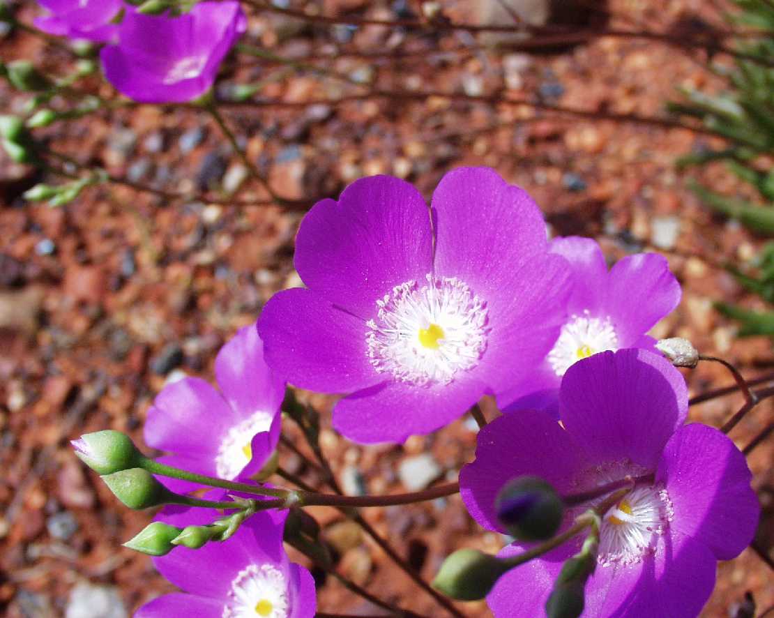 Calandrinia balonensis ein Portulakrschen