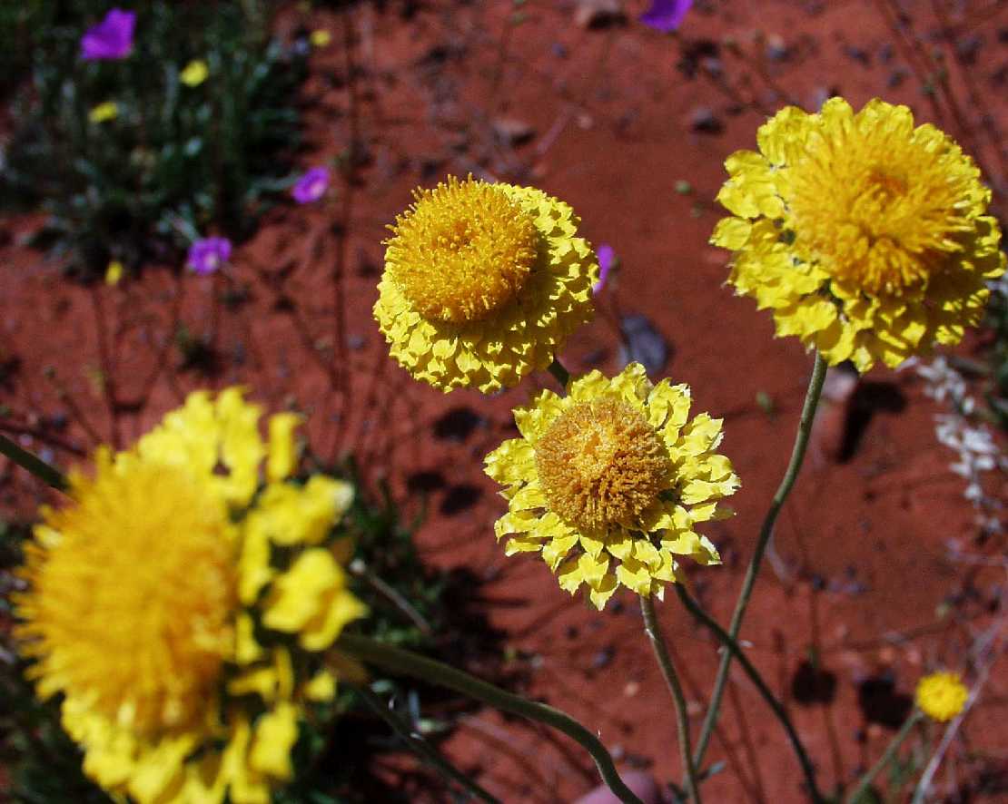 die Aster Helipterum stipitatum 