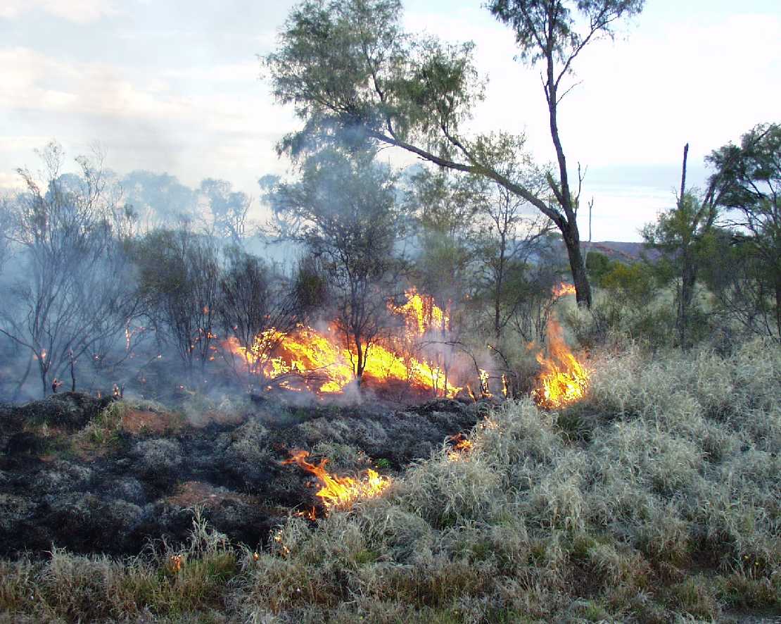 Buschfeuer