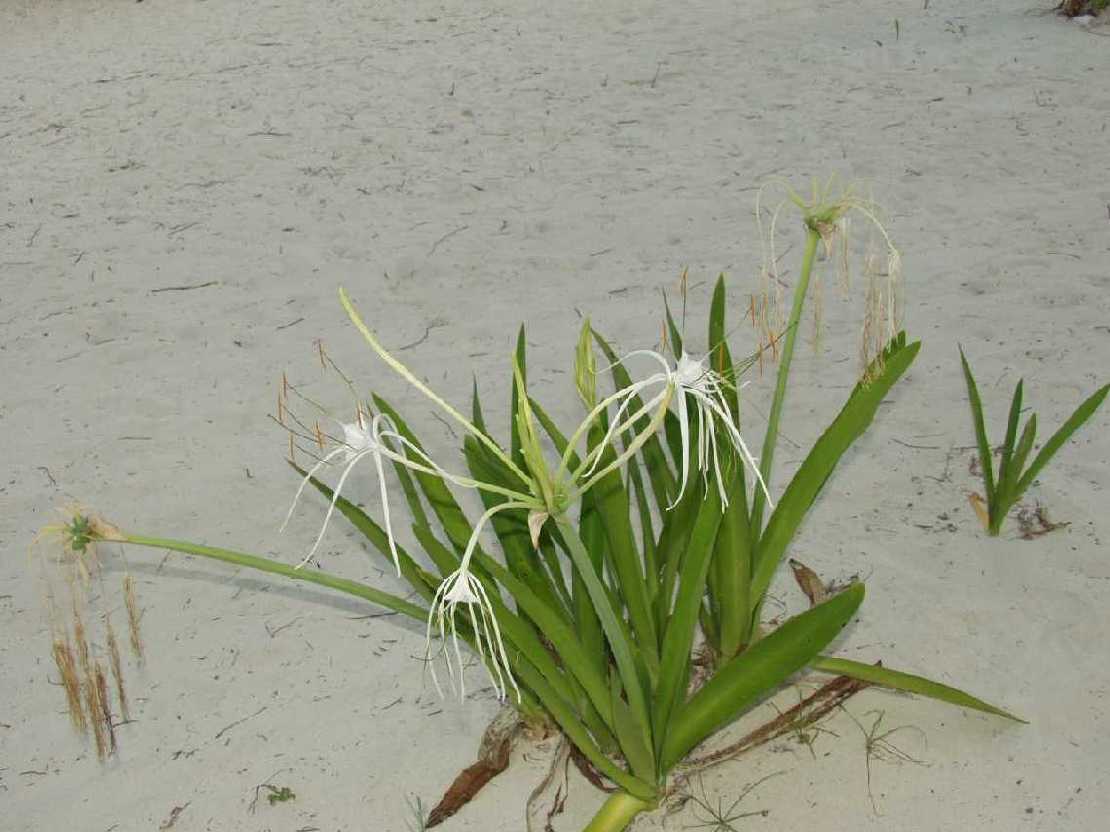 Weie Hakenlilie Hymenocallis caribaea