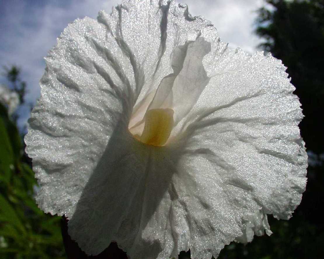 Costus speciosus eine Kostwurz