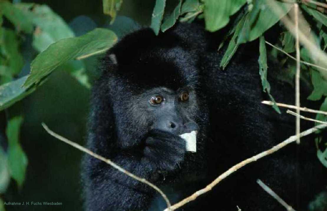 Brllaffe Alouatta pigra