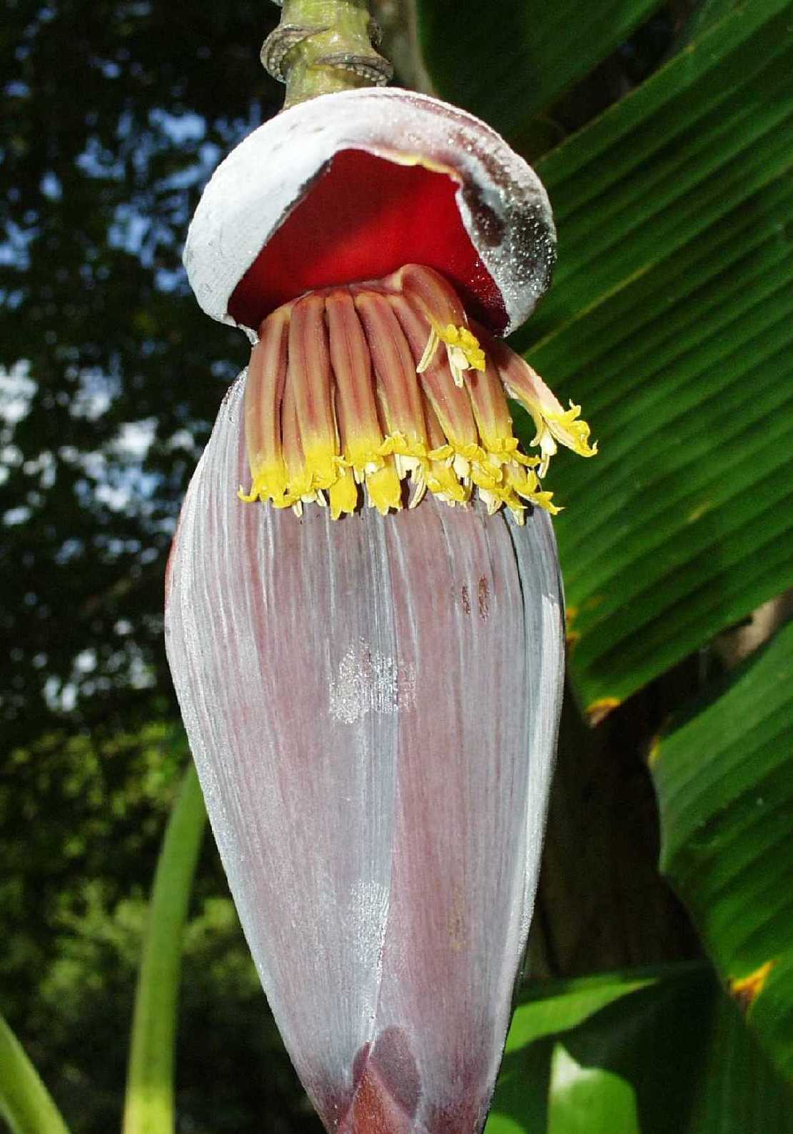 Bananenblte Musa paradisiaka