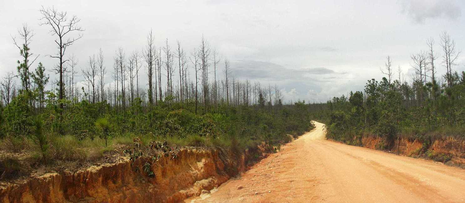 Mountain Pine Ridge Forest