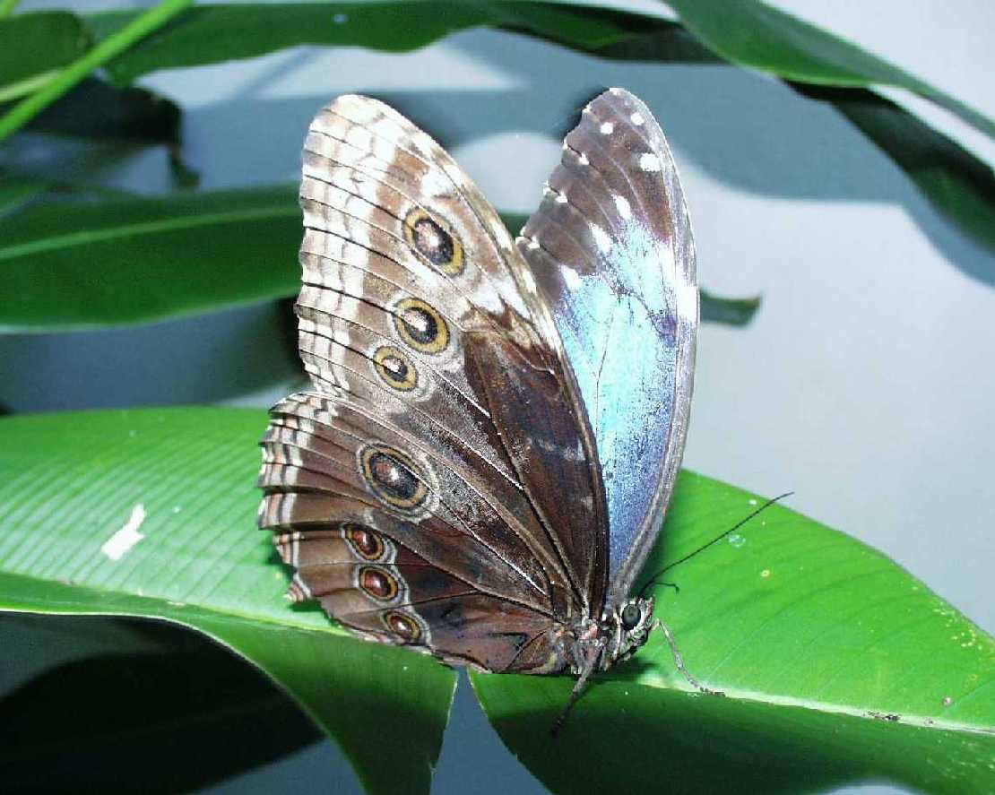 Blauer Morphofalter Morpho peleides