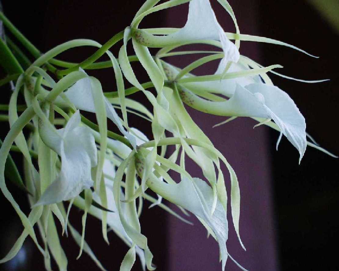 Brassavola nodosa