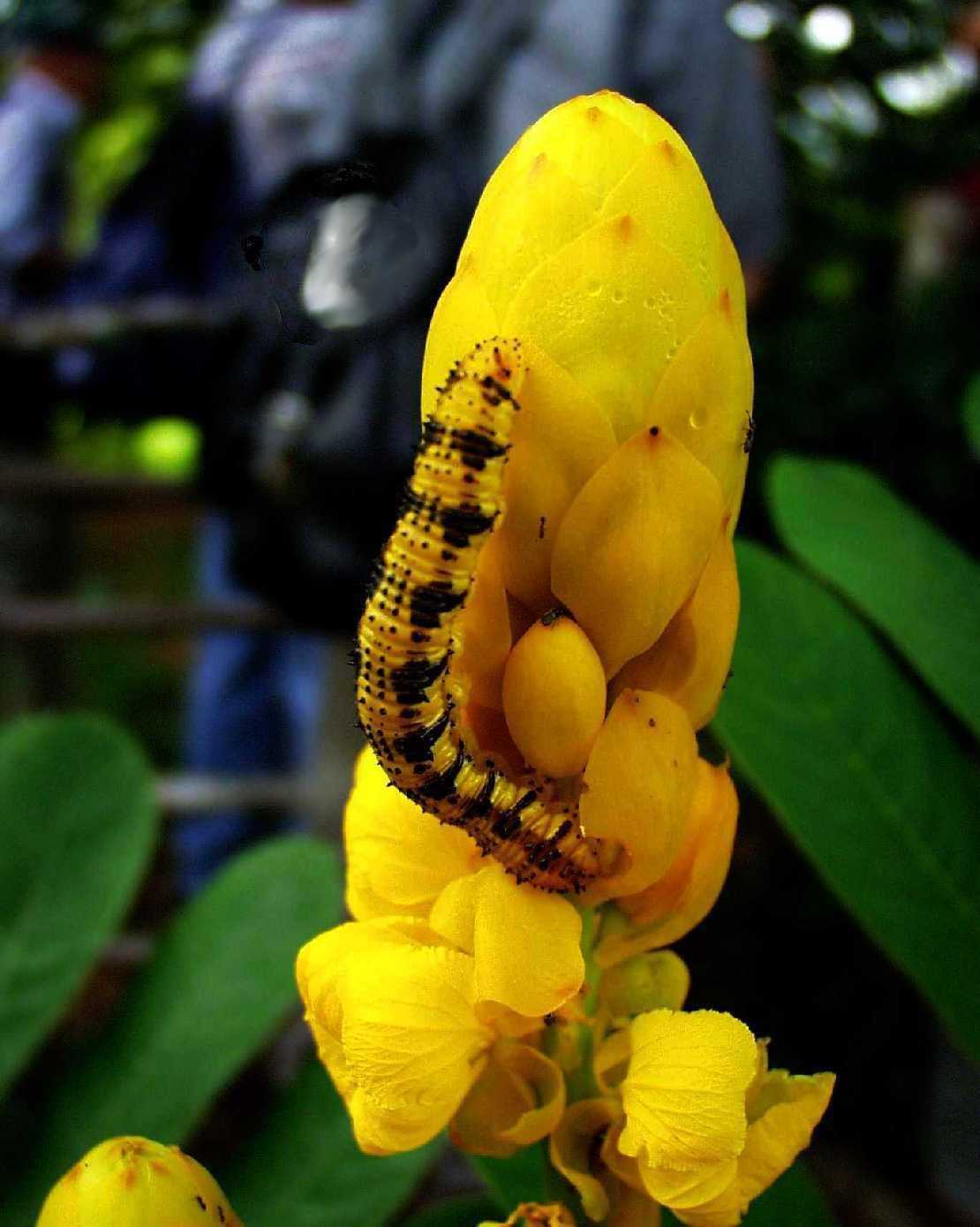 Cassia alata eine Kerzenkassie mit ungebetenem Gast