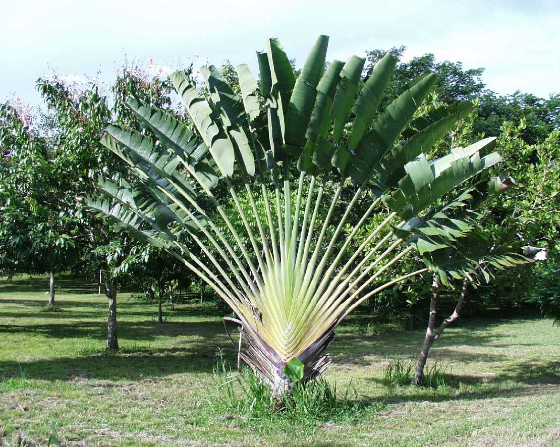 Baum der Reisenden Ravenala madagascariensis