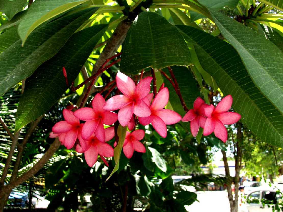 Plumeria rubra ein blhender Pagodenbaum