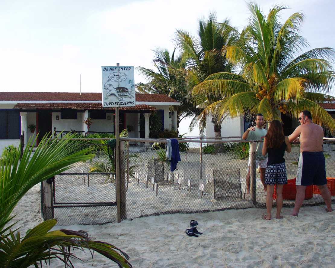 Brutstation fr Schildkrteneier am Hotel Capitn Lafitte