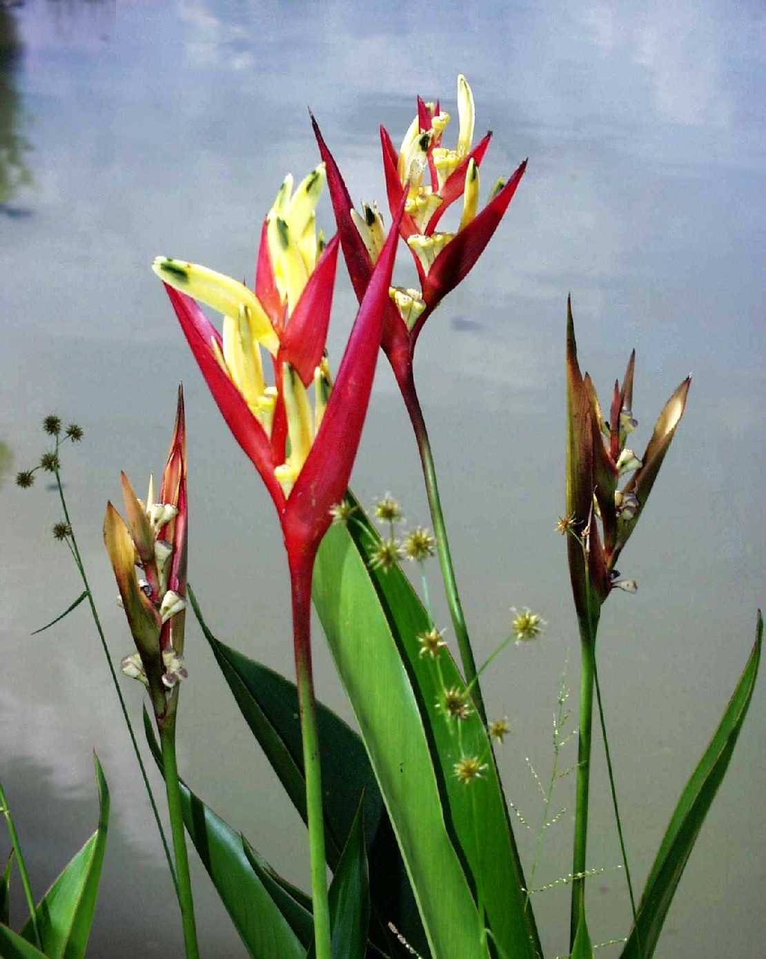 Heliconia psittacorum