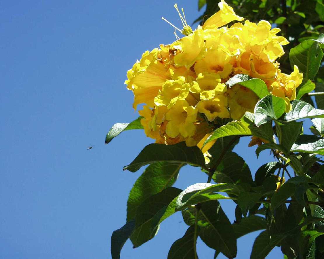 Tecoma stans eine Bignoniaceae