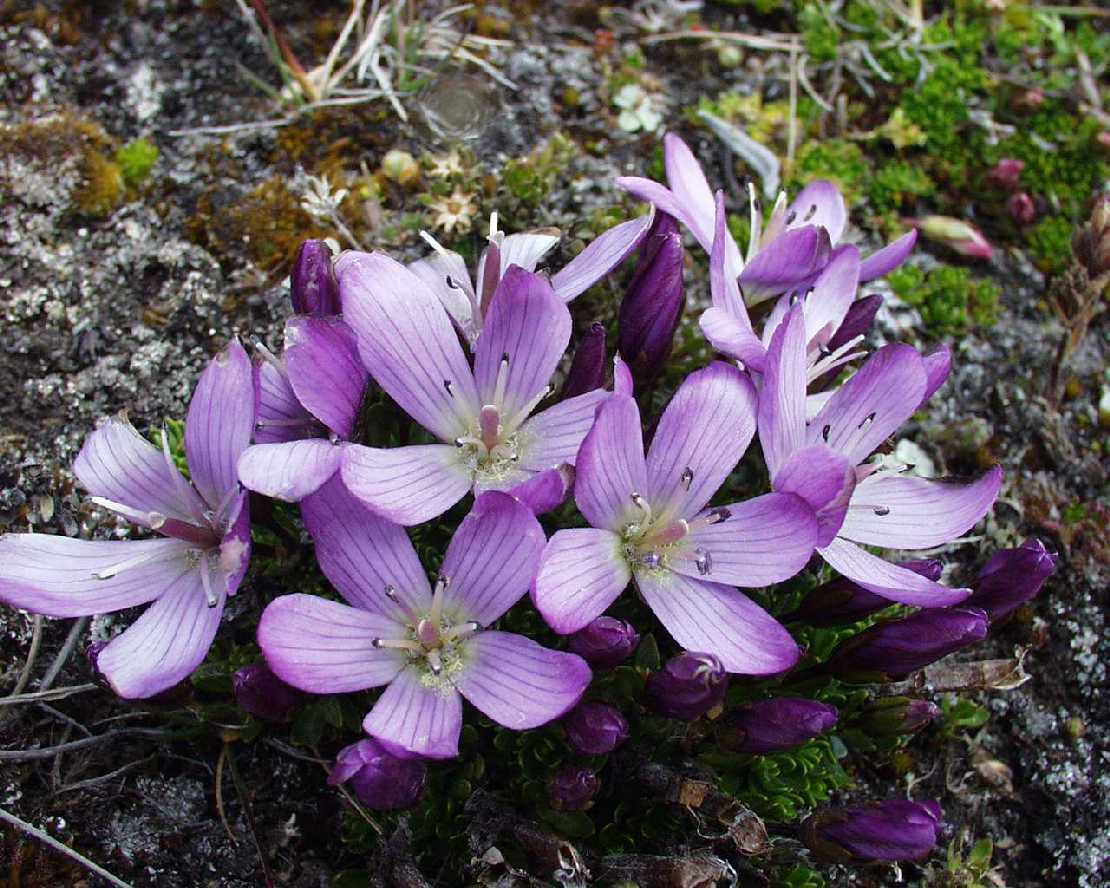 Gentiana cerastioides, ein Enziangewächs
