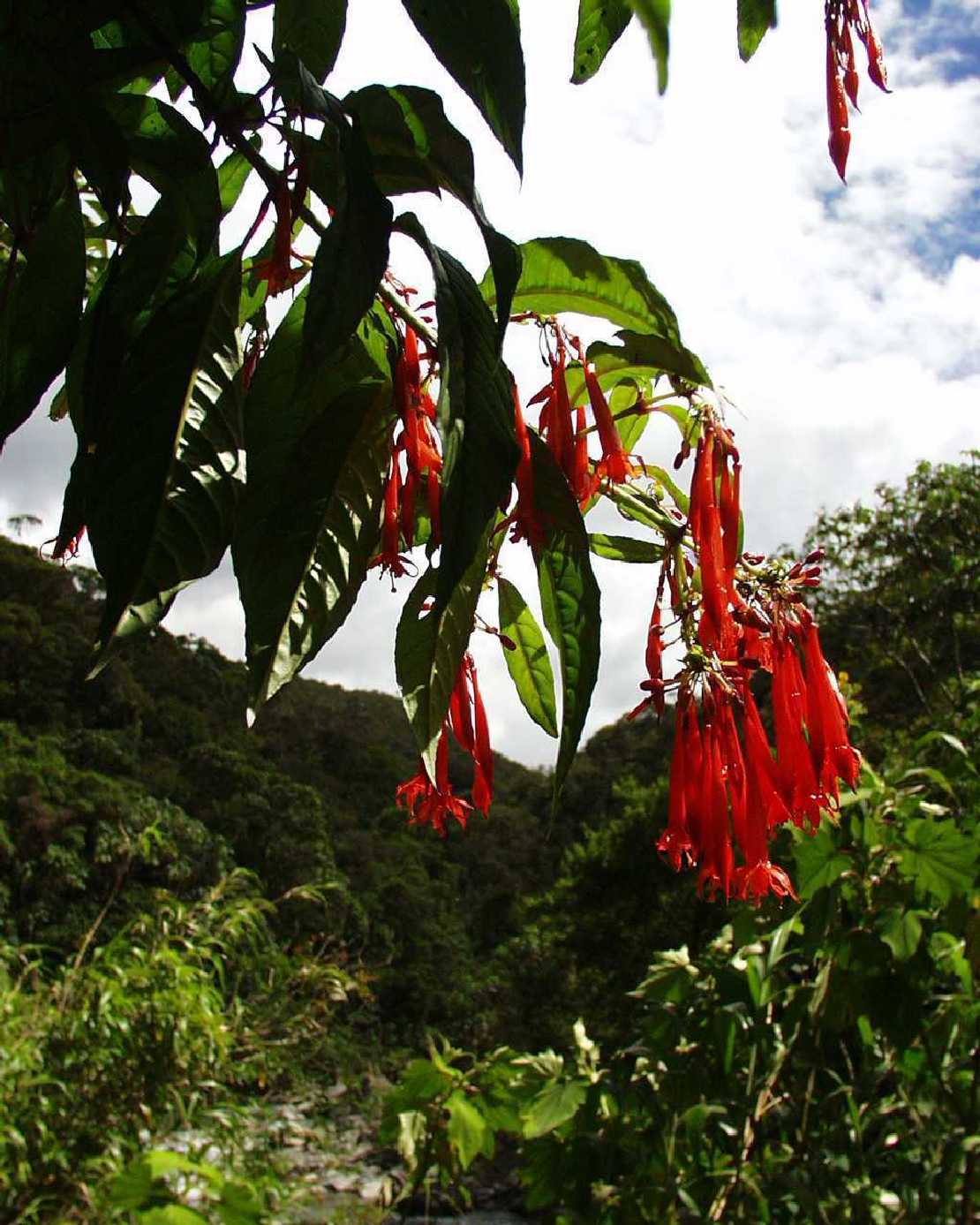 Fuchsia dependens,Onagraceae, eine Fuchsie