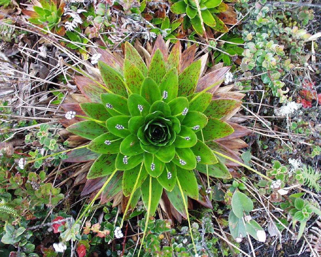 Paepalanthus ensifolius