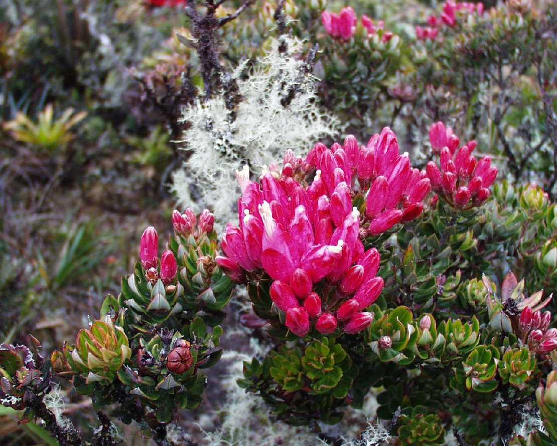 Befaria dryanderae Ericaceae ein Erikagewchs