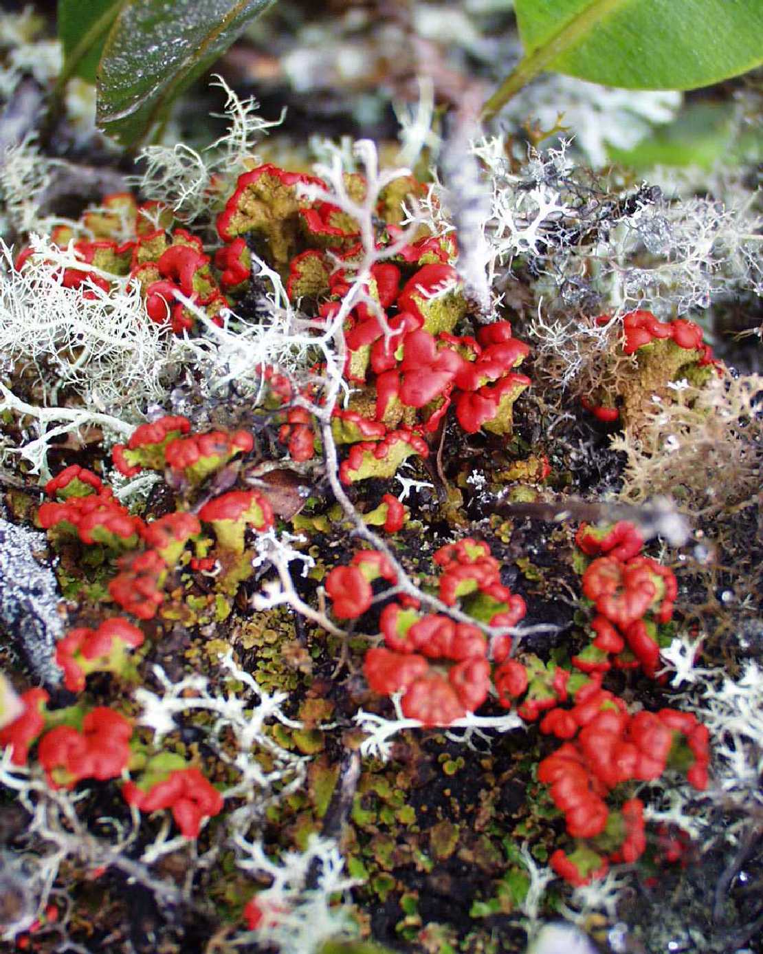 Flechten im Paramo