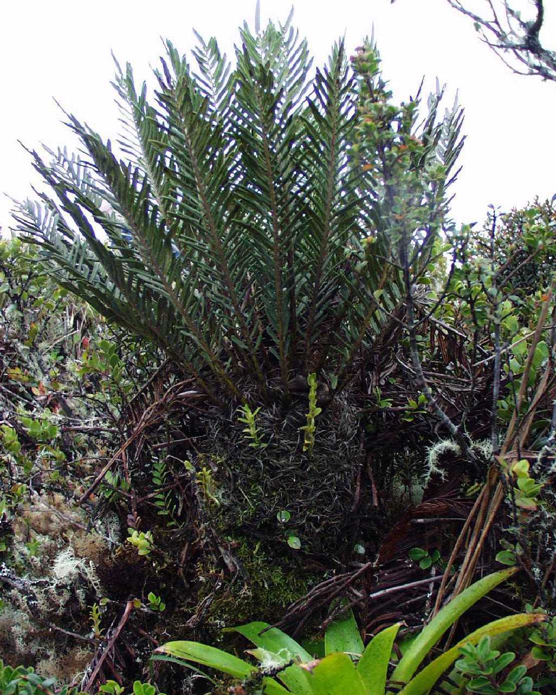 Farnbumchen im Paramo