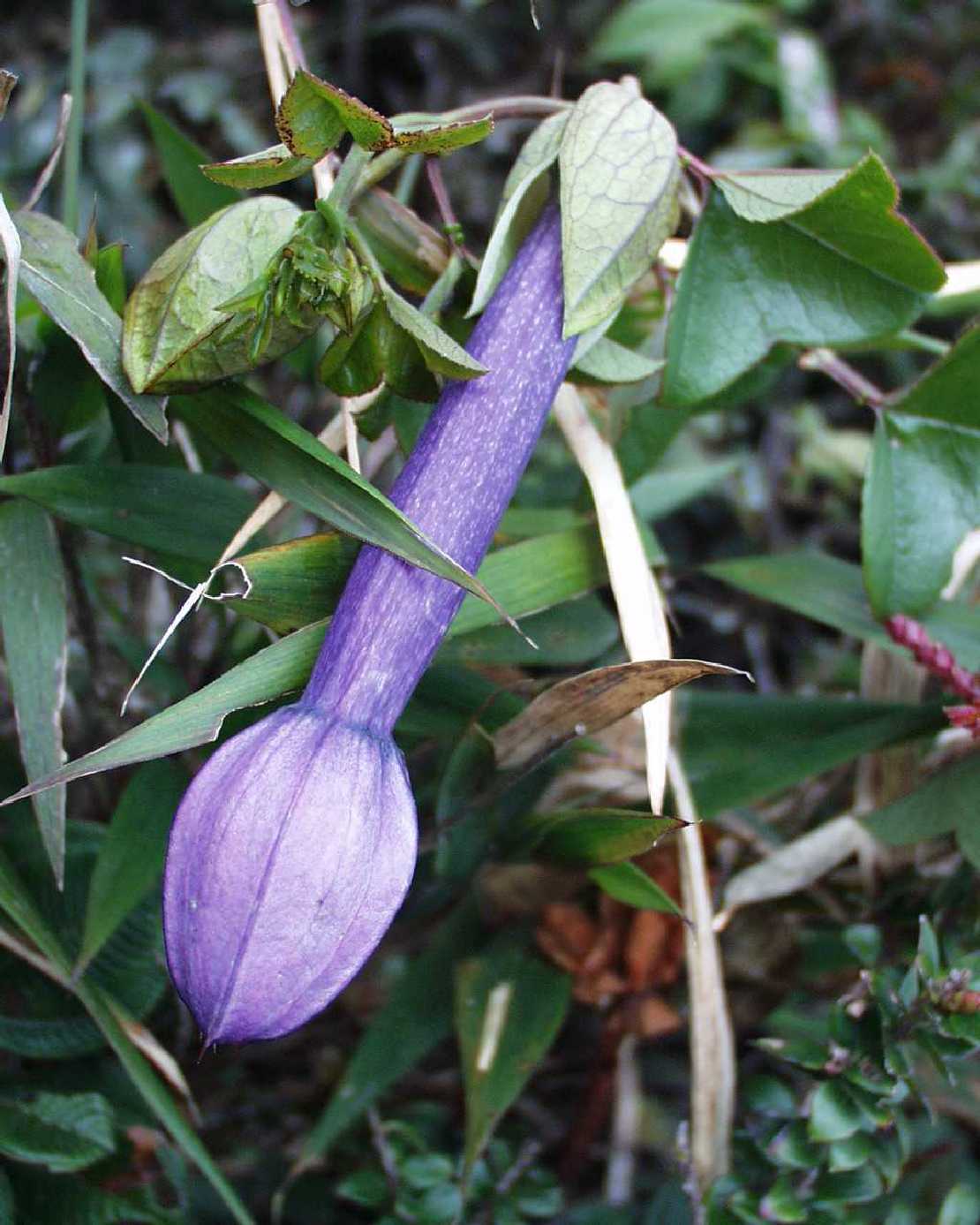 Passiflora mixta Passionsblume