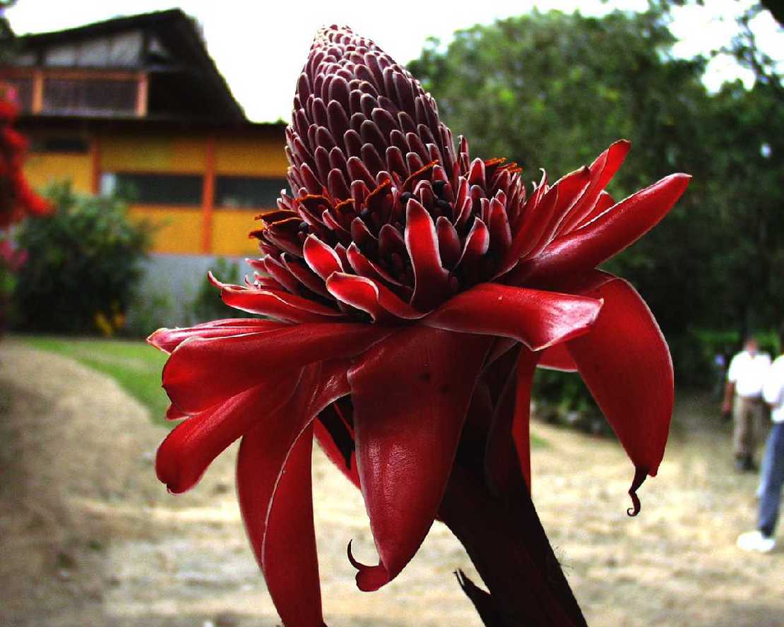 Zier-Ingwer, Nicolaia elatior, Zingiberaceae
