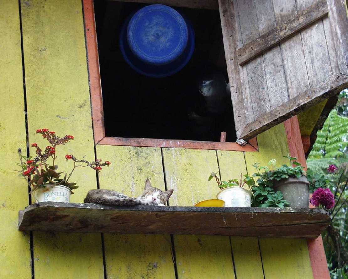 Stilleben mit Katze und blauem Plastikeimer