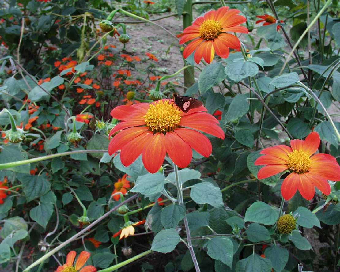 Tithonia rotundifolia eine Asteraceae, Mexikanische Sonnenblume
