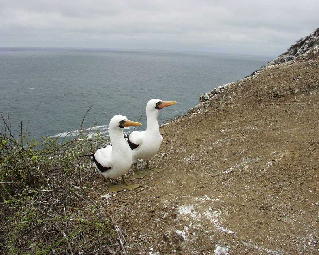 Maskentlpel auf der Isla de la Plata